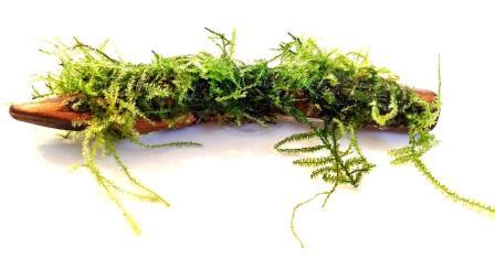 Moss Uygulanmış Yati Kökü - 10-20 cm Boyutlarında